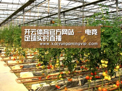 种植基地二(图1)